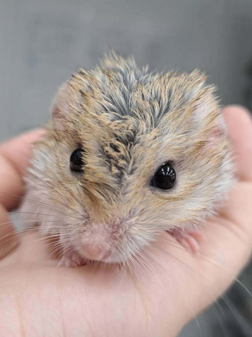 ユカイナ移動動物園＆カブクワの森by小どうぶつの森 ホーさんの家