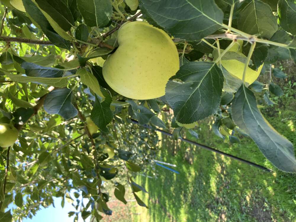 林檎無双