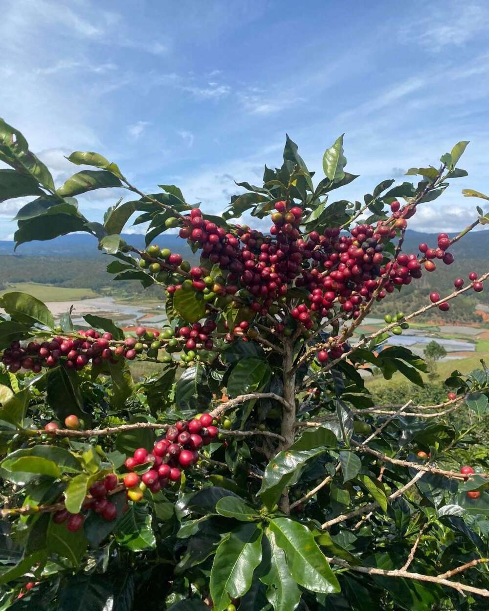 白金珈琲（プラチナコーヒー）ロースター